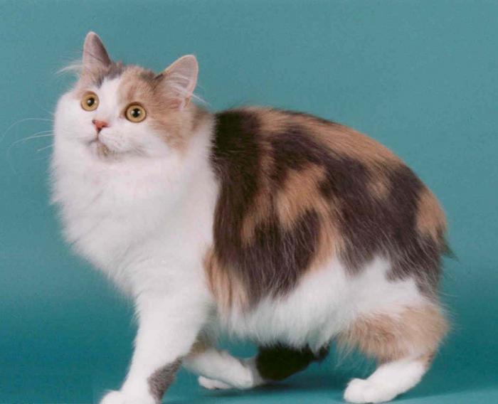 cat without tail breed photo