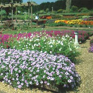 when to plant petunia in the open ground