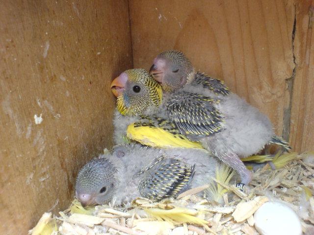 breeding of wavy parrots at home